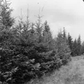 Forsa skogar. Ungskog, Västra Gräsåsen.