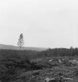 Forsa skogar. Upplagsplatsen 