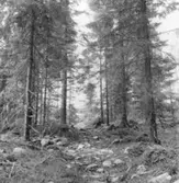 Forsa skogar. Basväg till upplagsplats vid Militärvägen.