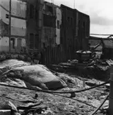 Byggnad nr 9, schaktning.