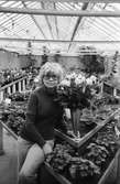 Maj-Britt Karlström beundrar de fina Sonja-rosorna, som nu blommar. Blomsterodling i Kållered, år 1983.

För mer information om bilden se under tilläggsinformation.