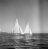 På bilden ses starbåtarna 1014 MOONSHINE och 872 FINIKANT (b. 1932) samt i bakgrunden 860 ASTRA (b. 1931) och 1113 (b. 1935).