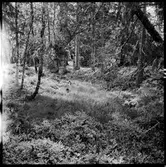 Fornborg Vänge Håbol