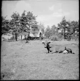 Kvarntorp Vassända-Naglum. Kor i hage.