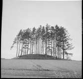 Fornlämning - Markvård. Kårebyhögen  Bolstad