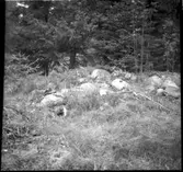 Fornlämning - Stensättning. Skottene Väne-Ryr