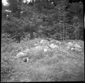 Fornlämning - Stensättning. Skottene Väne-Ryr