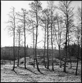 Hästevads stenar. Domarring.