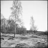 Fornlämning på Prästgården i Västra Tunhem.