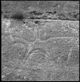 Hällristning  Evenstorp