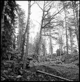 Fornborg  Vägne Håbol