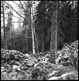 Håbol. Vänge fornborg.