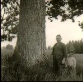 Ek, Tornarp, Börstig.