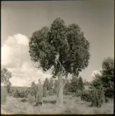 Enträd, Bålltorp, Sätuna.