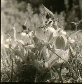 Guckusko, Skogatorp.