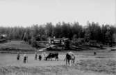 Familjegrupp 4 personer, betande kor på ängen.
Sommarstugan i bakgrunden.
Fotograf Sam Lindskogs familj.