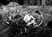 Lingonplockning, en kvinna och två flickor.
Hulda Lindskog, Ingrid och Margit.