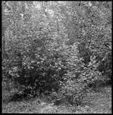 Västra Tunhem. Fornlämning-Markvård.