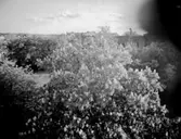 Utsikt, växter.
Bostadshus och byggnader i bakgrunden.