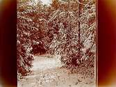 Villaområde.
Vintermotiv, snötyngda träd.
Fabrikör Anton Hahn