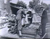 Grisar byter ägare vid Spetzes gård.