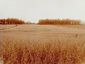 Åkerfält med ekonomibyggnader i bakgrunden.
Konsulent H. Flodkvist, Örebro.