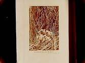 Den brune kärrhöken med ungar i boet.
P.O. Swanberg
Naturskyddsföreningen
