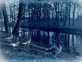 Parti från Slottsparken, sex grågäss.
