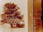 1000-årig ek vid Hjälmarsnäs herrgård.Ekonomibyggnad i bakgrunden.(Två bilder på samma glasplåt)