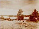 Sjön Multen, slåtterbild, skördearbete.
(Två bilder på samma glasplåt)