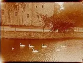 Örebro Slott, södra sidan.
Sex svanar i Svartån.
