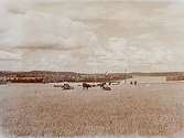Utsikt över staden Nora och Norasjön. 
Betande kor på ängen vid Hitorp.
Beställningsnr: NA-137.
(Inköpt av Alga den 19 november 1937, kr: 5,00)