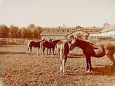 En man med åtta hästar.
Stallbyggnader i bakgrunden.
Inspektor Carell