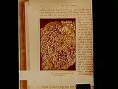 Sillägg, avsatta på tång (förstorade).
Bilden tagen åt doktor Edward Broddeson, Oskarsparken 11, Örebro, för Konsums räkning.