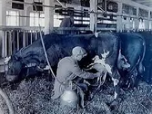 Källtorps gård, mjölkning av kor med mjölkmaskin.
Örebro Ortens Mejeriförening.