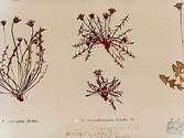 Blommor: egregium Markl.; angustissimum Lindb. fil.; approximans Lindb. fil. 
Doktor Edward Broddeson, Naturskyddsföreningen, Örebro.