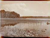 Utsikt över Hällebosjön mot Tjärudden.Beställningsnr: SK-241.