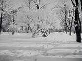 Karolinska Läroverket skymt av en massa träd, snö och rimfrost.