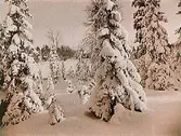 Snötyngda granar och furor.
Skofabrikör C.E. Karlssons sommarvilla.