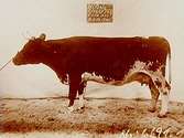 Nynäs gård.
En ko, 601 Perla.
E. Ribbing
(Två bilder på samma glasplåt)