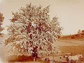 Blommande päronträd.
En pojke med två hästar.
Adolf Andersson