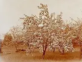 Blommande fruktträd.
Edv. Medin