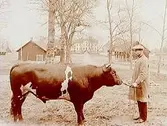 Götarsviks Herrgård.
En man med en tjur. Herrgården med flyglar i bakgrunden.
Direktör Gottfrid Berglund