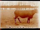 Geråsens gård.En ko.Kapten Sten H. Schale