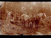 Vägarbete (skogsarbete ?), tre män och två hästar.
Sam Lindskogs familjebild.