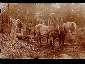 Vägarbete (skogsarbete ?), tre män och två hästar.
Sam Lindskogs familjebild.
