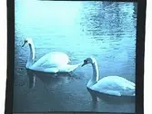 Två svanar.
Sam Lindskogs privata bilder.