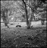 Västra Tunhem, Skifferbrott. Fornlämning-Markvård.