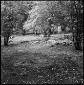 Västra Tunhem, Skifferbrott. Fornlämning-Markvård.