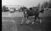 Hästpremiär 7 mars 1967